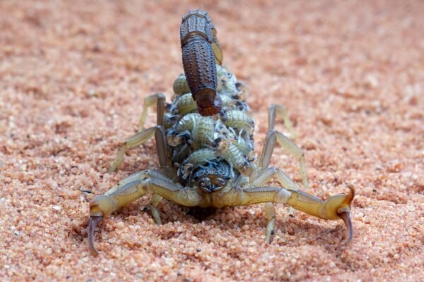 T Scorpion