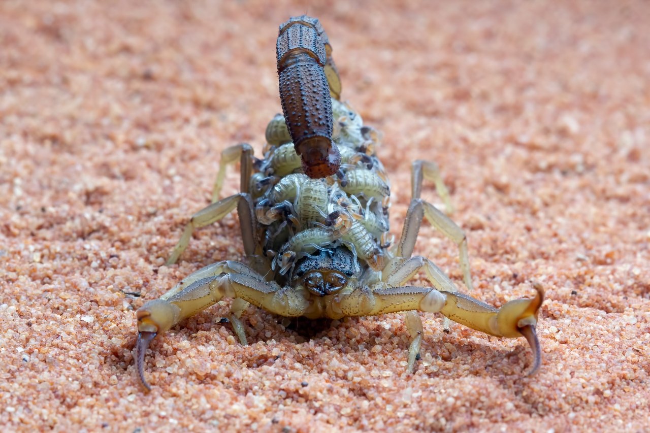 T Scorpion